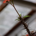 Crown of Thorns, Euphorbia, Deepwood Gardens