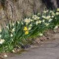 Daffodil Diagonal