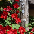 Flowers and Pole 6347