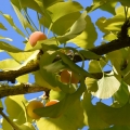 Ginkgo Tree and Fruits