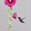 Hollyhock and Hummingbird