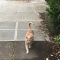 Kitty Out For A Walk