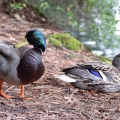 Laurelhurst Park Ducks