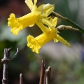 Leaning Daffodil Pair