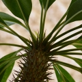 Madagascar Palm, Pachypodium Lamerei, Deepwood Gardens, Salem
