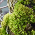 Moss Party