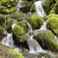 Mossy Rocks, Silver Falls State Park
