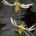 Oregon Fawn Lily, Erythronium Oregon, Deepwood Gardens