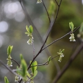 Osoberry / Indian Plum (oemleria cerasiformis) Tryon Creek