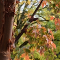 Paperbark Maple, Acer Griseum