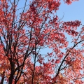 Red Fall Tree