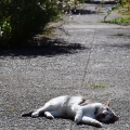 Yawning Sidewalk Cat