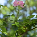 Simple Rose 2