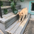 Stairs Cat