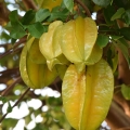 Star Fruit (Averrhoa Carambola)
