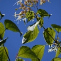 Summer Tree, Clerodendrum Trichotomum