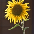 Sunlit Sunflower