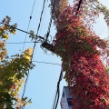 Viney Fall Pole