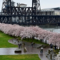 Waterfront Cherry Blossoms