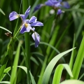 Wild Iris, Wisconsin