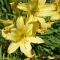Yellow Lilies, Washington Park
