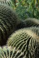 Cacti, Kew Gardens, London