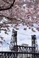 Cherry Blossoms and Steel Bridge