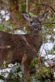 Deer, Washington