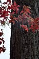 Fall Color, Hoyt Arboretum
