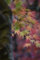 Fall Leaves 5