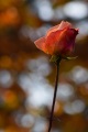 Fall Rose 6