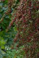 Hawthorn Berries, Hoyt Arboretum