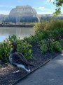 Kew Gardens Duck, London