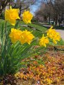 More Daffodils 2