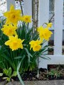 More Daffodils 3