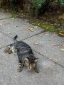 Neighborhood Cat 2