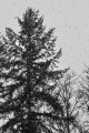 Snow Tree, Washington