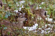 Spot the Deer, Washington