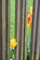 Tulip Fence