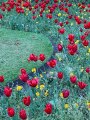 Tulips, Whitehall Gardens, London