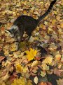 Yes Its Fall Plus Cat