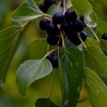 Blackthorn Berries