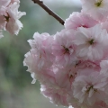 Blossoms 7