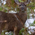 Deer, Washington