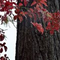 Fall Color, Hoyt Arboretum