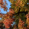 Fall Colors 6