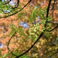 Leaves and Branches
