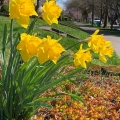 More Daffodils 2