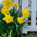 More Daffodils 3