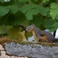 PNW Squirrel